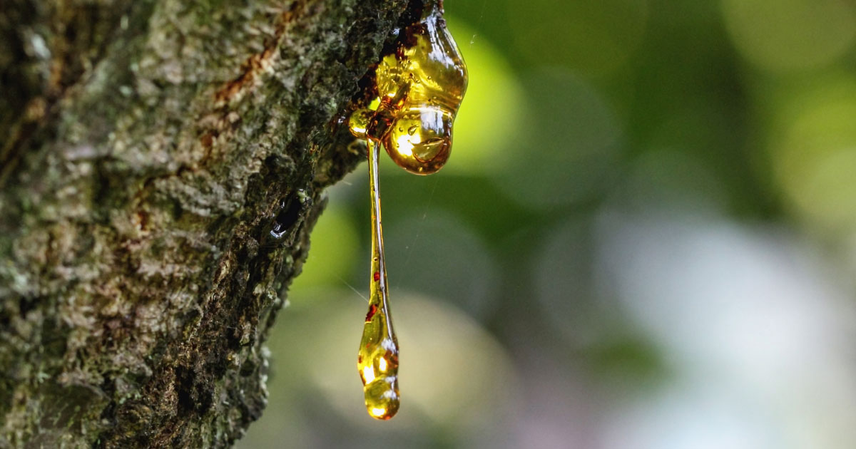 Tree sap dripping from bark