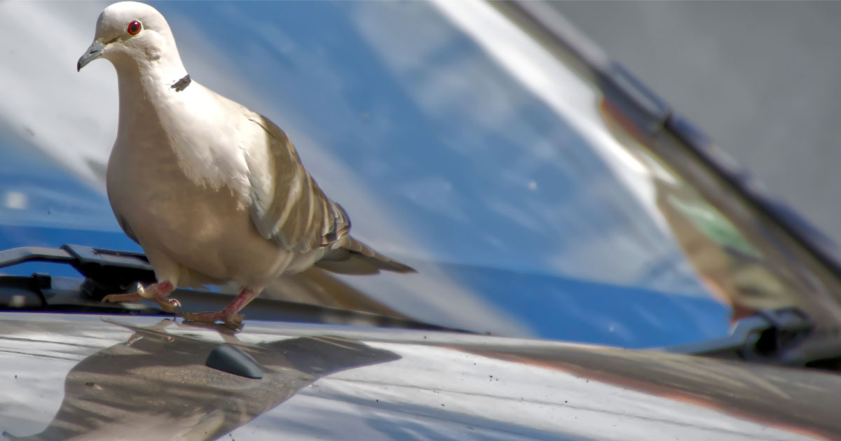 Mourning dove walking on hood of car