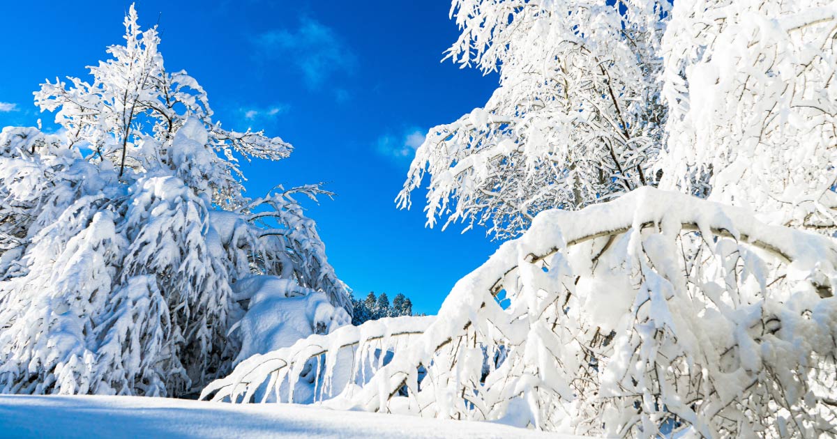 Winter ice and snow on pine trees